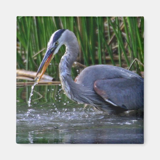 Aimant Heron Splash (Devant)
