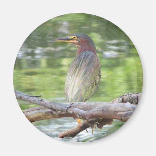 Aimant Heron vert (Devant)