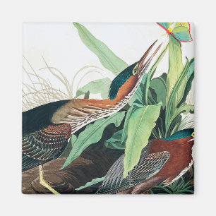 Aimant Heron vert par John James Audubon