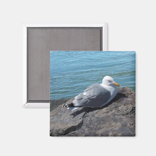Aimant Herring Gull (Recto/Verso)