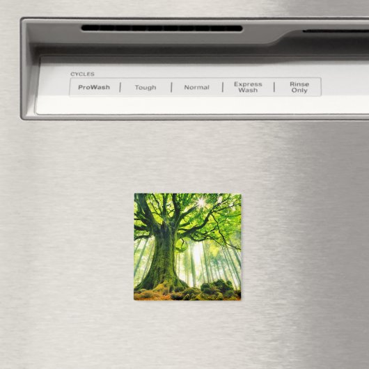 Aimant Hêtre de Ponthus (In Situ (Lave-vaisselle))