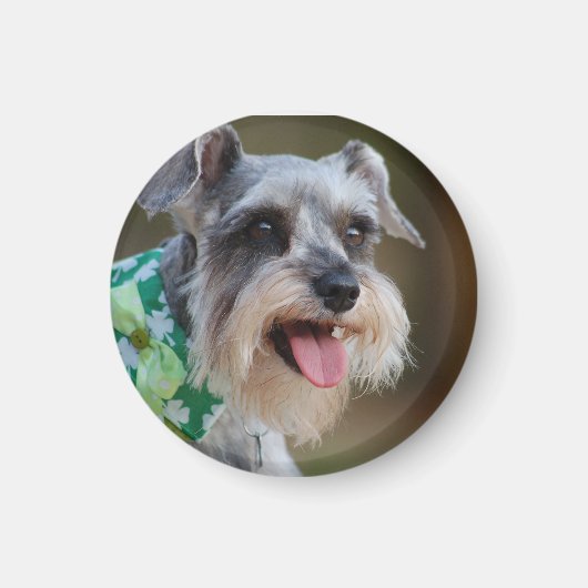 Aimant Heureux Chiot Schnauzer Miniature (Devant)