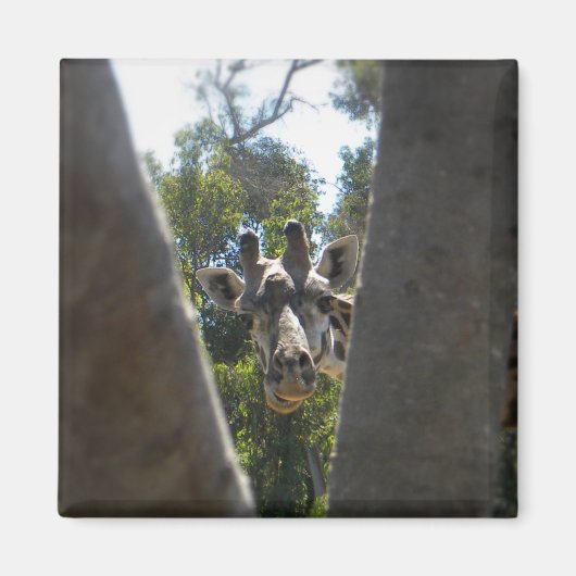 Aimant Hey là Giraffe (Devant)