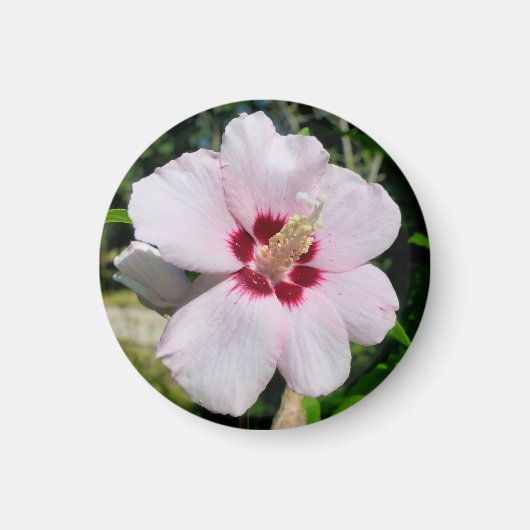 Aimant Hibiscus (Devant)