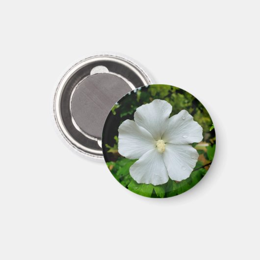 Aimant Hibiscus (Recto/Verso)