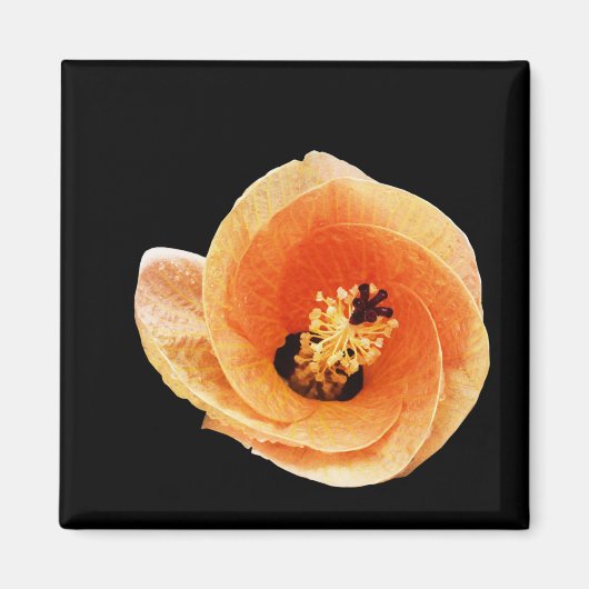 Aimant Hibiscus (Devant)