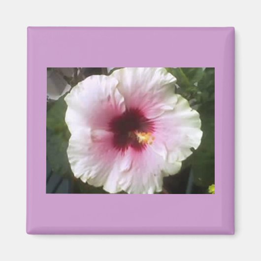 Aimant Hibiscus (Devant)