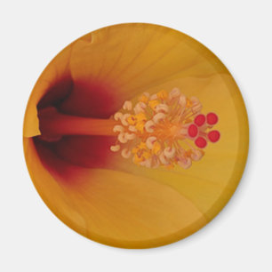 Aimant Hibiscus