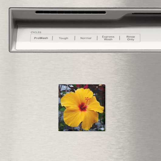 Aimant Hibiscus (In Situ (Lave-vaisselle))