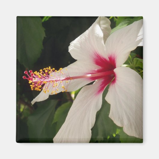 Aimant Hibiscus (Devant)