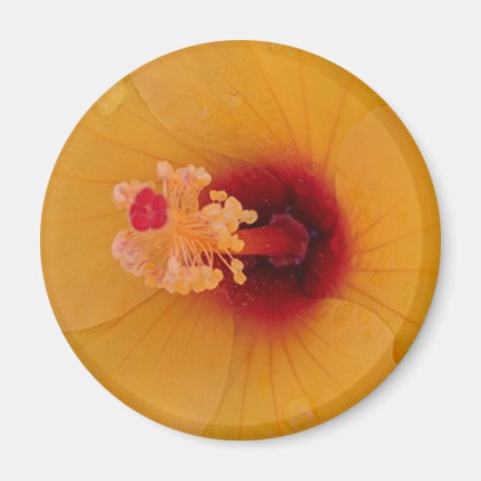Aimant Hibiscus (Devant)