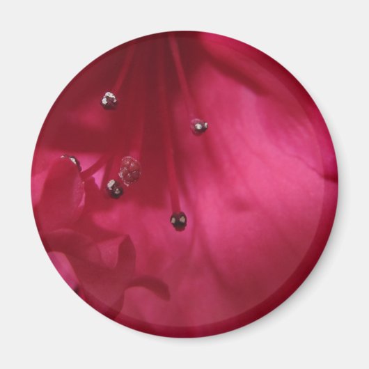 Aimant Hibiscus (Devant)