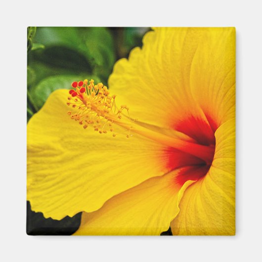 Aimant Hibiscus jaune vif (Devant)