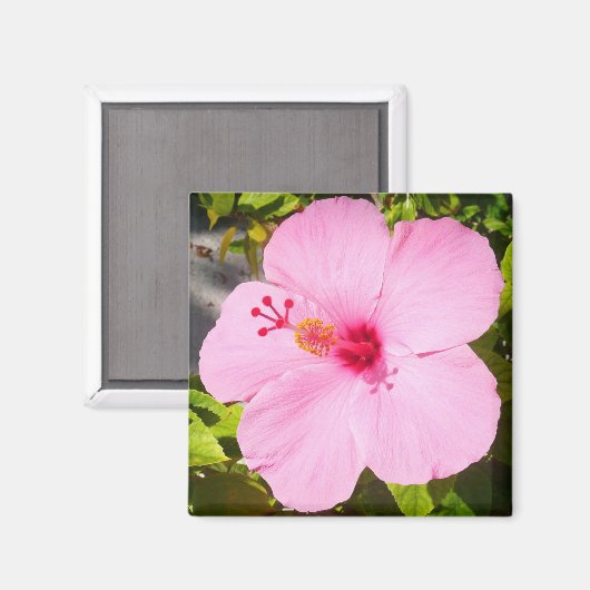 Aimant Hibiscus rose Fleur tropicale (Recto/Verso)