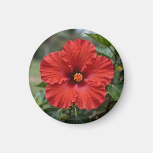 Aimant Hibiscus Tropical Rouge Vibrant Fleurit