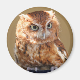 Aimant Hibou Brown