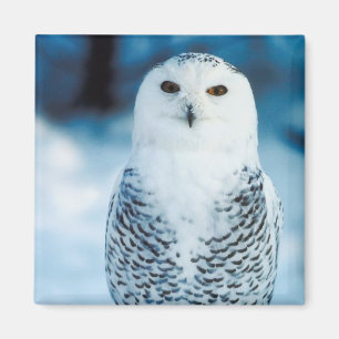 Aimant Hibou de Milou