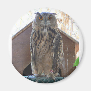 Aimant Hibou de regarder