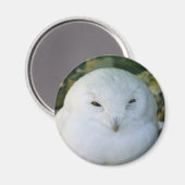 Aimant Hibou des neiges (Recto/Verso)