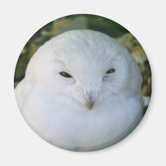 Aimant Hibou des neiges (Devant)