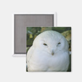 Aimant Hibou des neiges (Recto/Verso)