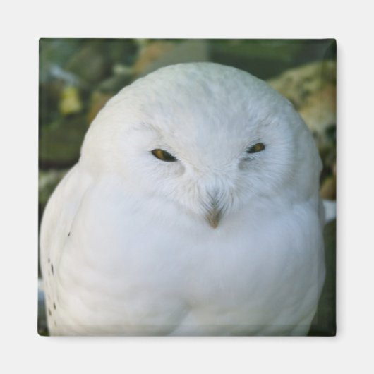 Aimant Hibou des neiges (Devant)