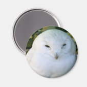 Aimant Hibou des neiges (Recto/Verso)