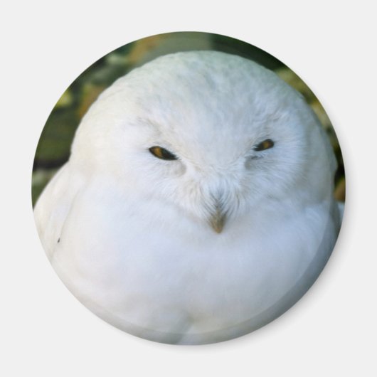 Aimant Hibou des neiges (Devant)