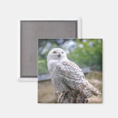 Aimant Hibou des neiges (Recto/Verso)