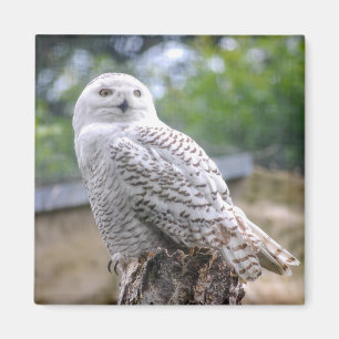 Aimant Hibou des neiges