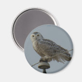 Aimant Hibou des neiges B38 (Recto/Verso)