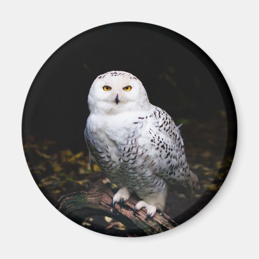 Aimant Hibou des neiges majestueux d'hiver (Devant)