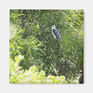 Aimant Hibou étant perché sur un arbre