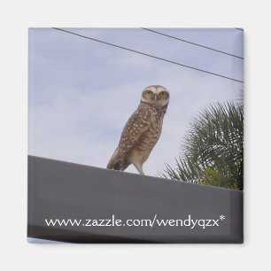 Aimant Hibou observateur