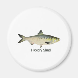 Aimant Hickory Shad