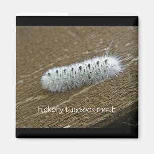 Aimant Hickory Tussock Moth (Lophocampa caryae) Articles