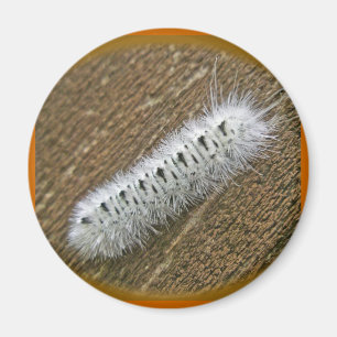 Aimant Hickory Tussock Moth (Lophocampa caryae) Articles