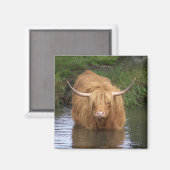 Aimant Highland Cattle (Recto/Verso)