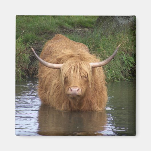 Aimant Highland Cattle (Devant)