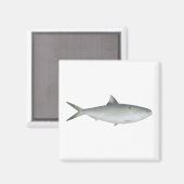 Aimant Hilsa Shad (Recto/Verso)