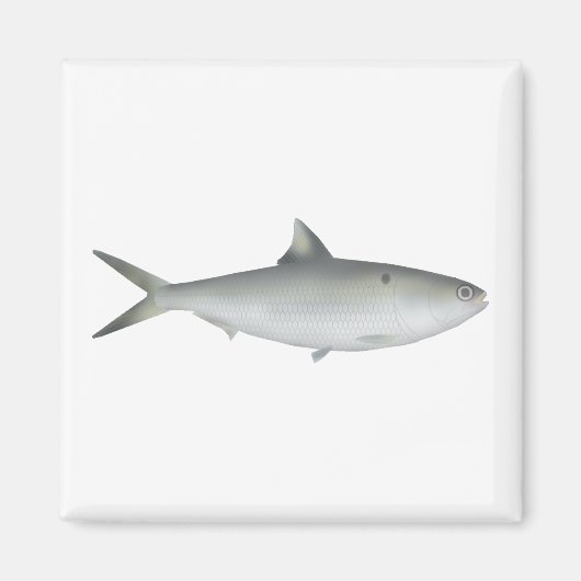 Aimant Hilsa Shad (Devant)