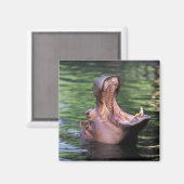 Aimant Hippo affamé (Recto/Verso)