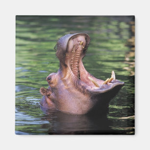 Aimant Hippo affamé