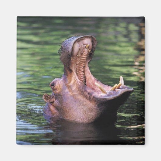 Aimant Hippo affamé (Devant)