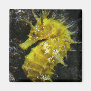 Aimant Hippocampe jaune Guttulatus de l'hippocampe  