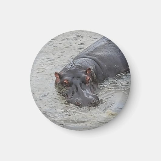 Aimant Hippoposterus (Devant)