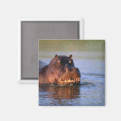 Aimant Hippopotame dans la rivière (Recto/Verso)