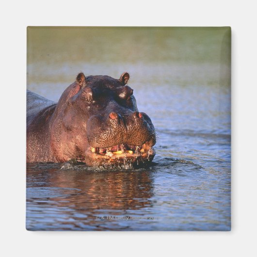 Aimant Hippopotame dans la rivière (Devant)