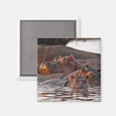 Aimant Hippopotamus, Hippopotamus amphibius, lac (Recto/Verso)