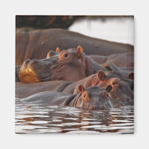 Aimant Hippopotamus, Hippopotamus amphibius, lac